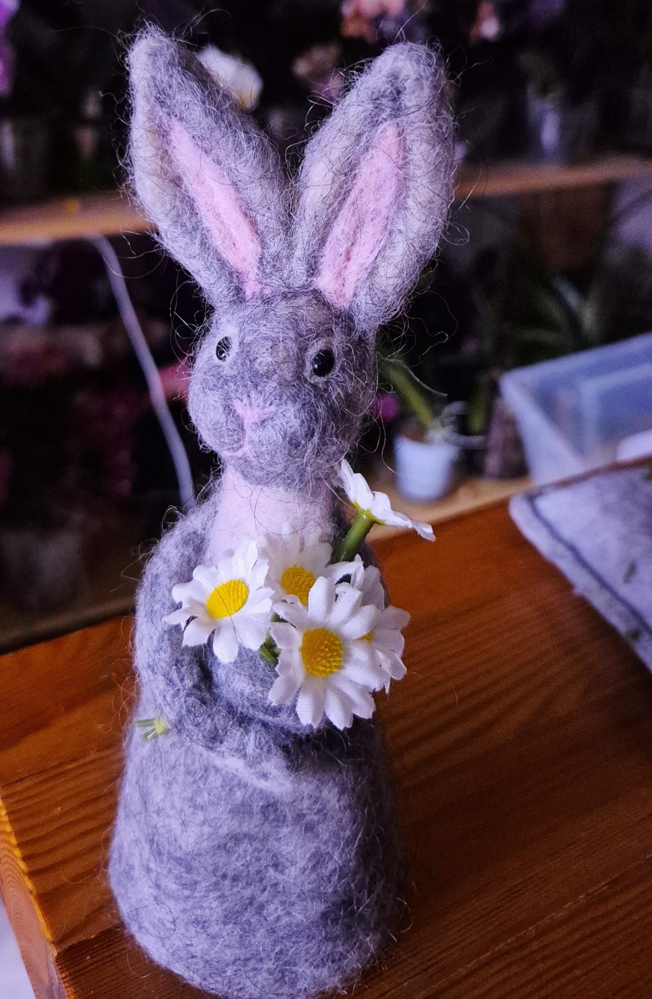Hase